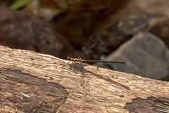 Austroargiolestes amabilis