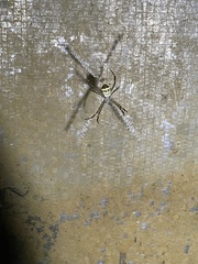 Argiope aetherea