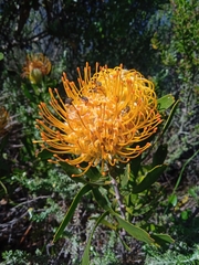 Leucospermum cuneiforme