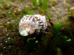 Bembicium nanum