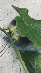 Zehneria