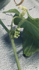 Zehneria
