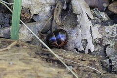 Glomeris marginata
