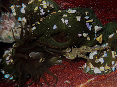 Leptograpsus variegatus