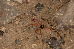 Formicomimus mirabilis