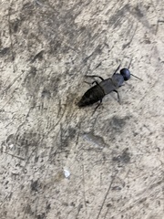 Staphylinini