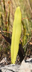 Elaphoglossum