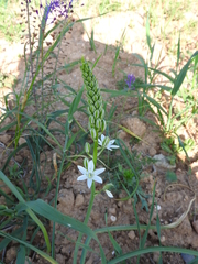 Ornithogalum narbonense