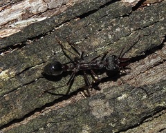 Myrmecia pyriformis