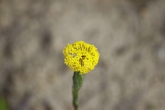 Podotheca gnaphalioides