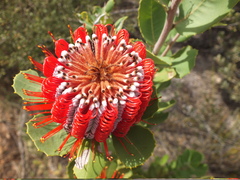 Banksia coccinea