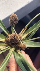 Cyperus thunbergii