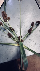 Cyperus thunbergii