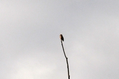 Coccothraustes coccothraustes