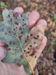 Neuroterus numismalis