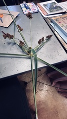 Cyperus thunbergii