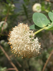 Pimelea ligustrina