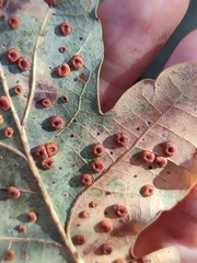 Neuroterus numismalis