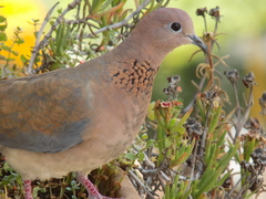Streptopelia senegalensis