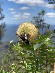 Pimelea ligustrina