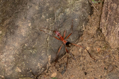 Formicomimus mirabilis