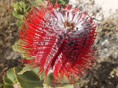 Banksia coccinea