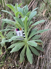 Pimelea ligustrina
