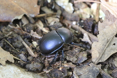 Trypocopris vernalis