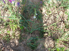 Ornithogalum narbonense