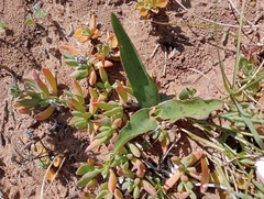 Ledebouria revoluta