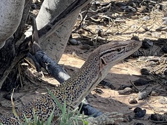 Varanus gouldii