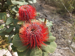 Banksia coccinea