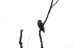 Coccothraustes coccothraustes