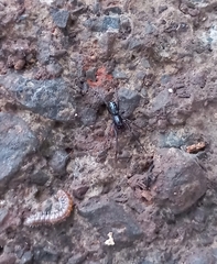 Oedignatha scrobiculata