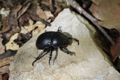 Trypocopris vernalis