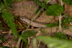 Saproscincus spectabilis