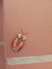 Tessaratoma papillosa