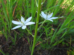 Ornithogalum narbonense