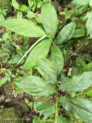 Zingiber kawagoii