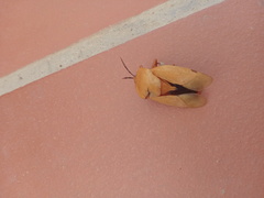 Tessaratoma papillosa