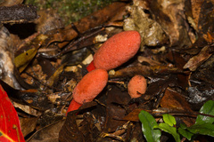 Balanophora laxiflora