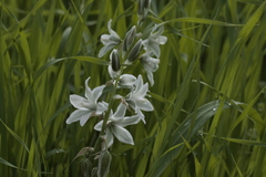 Ornithogalum nutans