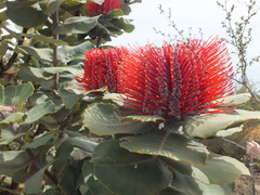 Banksia coccinea