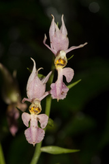 Calanthe puberula