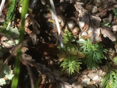 Thymelaea