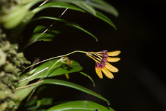 Bulbophyllum retusiusculum