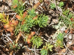 Thymelaea