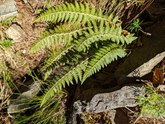 Polystichum sinense
