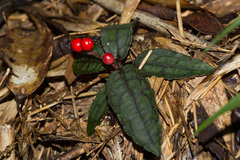 Ardisia violacea