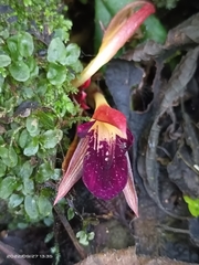 Zingiber kawagoii